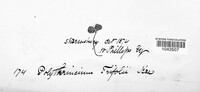 Polythrincium trifolii image